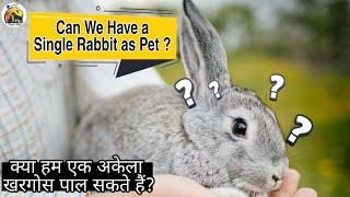 Can we have a single rabbit as pet? || क्या हम एक अकेला खरगोश पाल सकते है?