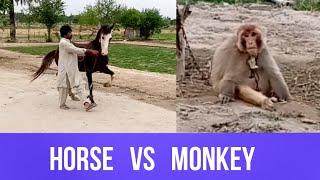 Horse Club Vs Monkey Club Zbrdst Dance Competion On Hadi Mian Tv 2020