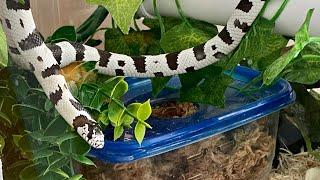 Lessons from a Kingsnake