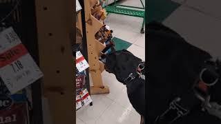 Super fun time at dog toy store for Rottweiler