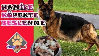 HAMİLE KÖPEKLERDE BESLENME - HAMİLE ALMAN KURDU NASIL BESLENİR ?