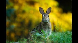 FUNNY RABBIT NATURAL SOUNDS