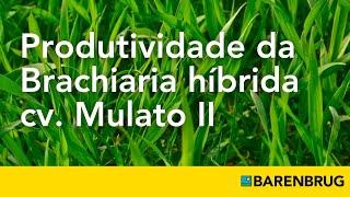 Produtividade da Brachiaria híbrida cv. Mulato II, da Barenbrug do Brasil