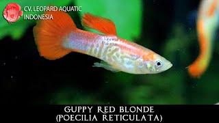 Poecilia reticulata The CHARMING GUPPY RED BLONDE. ( Leopard Aquatic F044A )