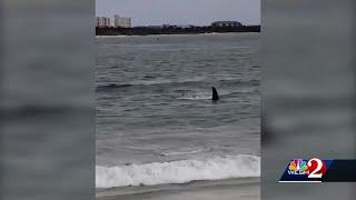 Why New Smyrna Beach has so many shark attacks