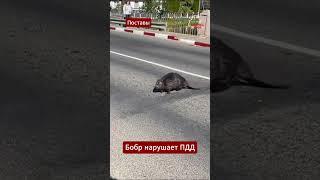 В центре #Поставы #бобр нарушил правила дорожного движения  #беларусь #дорога #мост #правила #пдд