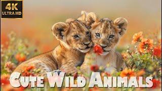 WILD ANIMALS - 4K(60FPS)RELAXING MUSIC & Stream Sounds | #CutiePieces