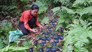 A day of walking to find and pick delicious palm fruits in the deep forest