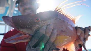 Hogfish Dogfish, Tampa Bay piggys, saltwater fishing