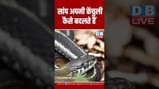 सांप अपनी केंचुली कैसे बदलते हैं ! #ytshorts #shorts #video #shortvideo #viralvideo #dblive