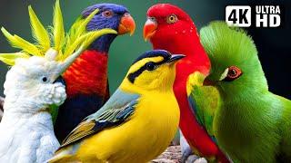 The Most Vibrant Birds in the World | Breathtaking Nature & Wonderful Birds Songs | Stress Relief