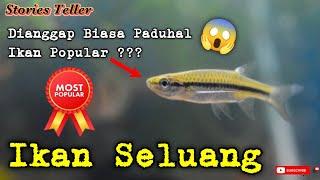 Jom Kenali Ikan Seluang ( Rasbora Daniconius )