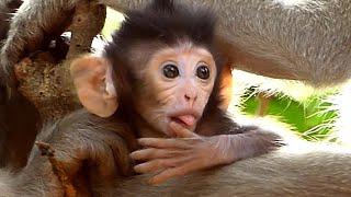 Very nice baby monkey JoJo looks very adorable, Jade taking care Jasper, Jade family