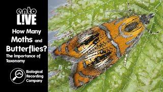 How Many Moths and Butterflies? The Importance of Taxonomy