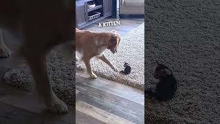 Rescued Kitten Meets Their Dog ️