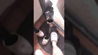 Блудный кот вернулся . Зашёл что-то ещё сказал ) . #котята #коты #котики
