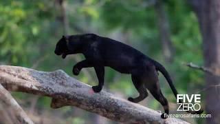 The Black Leopard Safari