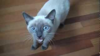 Noisy Blue Point Siamese Cat "Aiko"