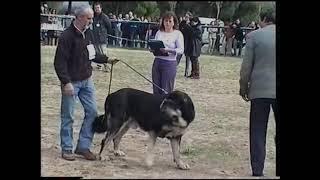 Carácter en el Mastín Español, Ulises de Babia siendo juzgado por Don Carlos Salas Melero.