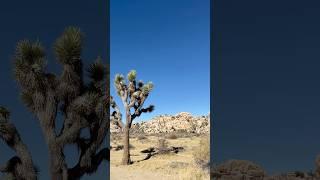 Ryan Campground in Joshua Tree NPS #camping #joshuatree #joshuatreenationalpark