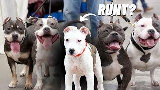 How to Know if You Have the Runt of the Litter!