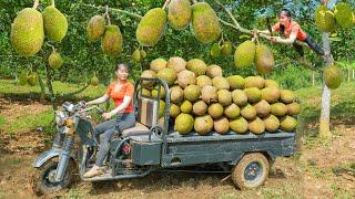 Use 3-wheeled Vehicle Harvesting Many Jackfruit Goes To Countryside Market Sell - Free Bushcraft