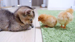 Looking back on how kitten Kiki met tiny chicks for the first time