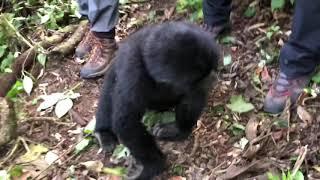Ultimately Gorilla trekking experience in Bwindi Impenetrable National Park, Uganda