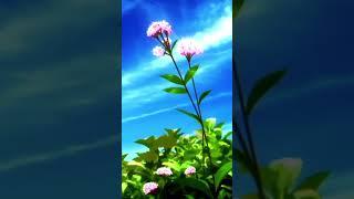 Anime natural peacable beauty