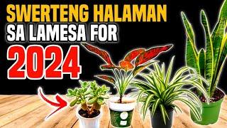 ITO PALA ANG SWERTENG HALAMAN SA LAMESA | LUCKY CENTERPIECE PLANTS 2024