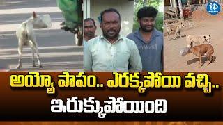 Dog Head Struck In Plastic Bowl | Karimnagar Latest News | iDream News