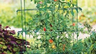 How to Support Tomatoes with Stakes & Cages