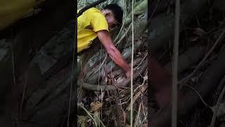 смотреть видео, как абориген добывает корни лианы для вытравливания мурен из расщелин в кораллах