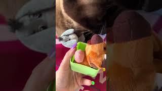 Unboxing Cutie Cuffs Series 3 with my Cat #unboxing #cat #cats #catlover #catvideos