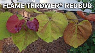 Flame Thrower® Redbud Tree - This is Amazing Tree