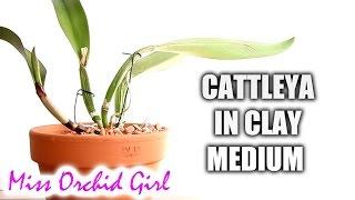 Potting Cattleya Orchid in inorganic media