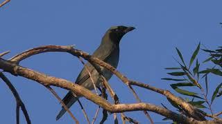 Black-faced Cuckoo-shrike