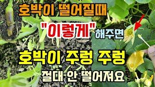 호박이 안달리고 떨어질때 이렇게 두가지 방법으로 호박을 주렁주렁 달아보세요 #호박농사