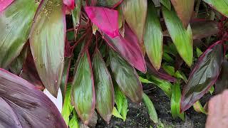 Ti Plants and Red Crimson Clover