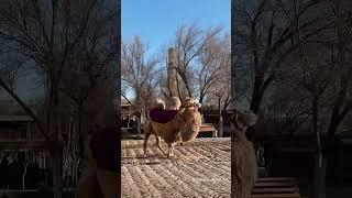 Mini Vlog - 04  Khiva Uzbekistan || Historical City Of Uzbekistan Xiva || Short Aesthetic Video