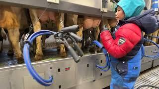 Pretty Girl on Farm Modern Robotic Machine Cow Milking Feeding Cleaning - Amazing New Farming 2023