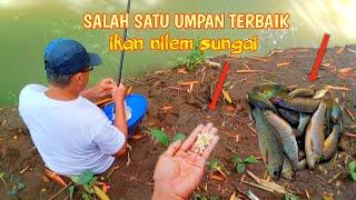 UMPAN IKAN NILEM TERBAIK‼️COCOK UNTUK AIR DERAS MAUPUN AIR TENANG