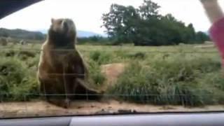 Incredible Friendly waving bear in Washington!!