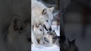 Majestic Snow White Wolve: Playful Wolf Pups With Cat Cub Explore a Winter Wonderland" #wolf #catcub