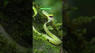 Ahaetulla mycterizans (Ahaetulla nasuta)| #nature #world #ahaetulla #amazing #snake #green