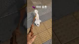 삼촌 배웅나간 뭉 PS.주인아님 주의 #배웅 #강아지 #브라운아이즈 #가지마#강아지브이로그  #강아지산책