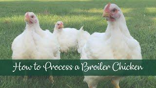 Processing a Broiler Chicken with Meyer Hatchery!