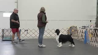 Creating perfect free stacks with your dog for the show ring - Module 4 with Eric Salas