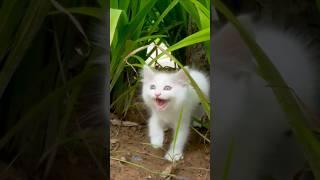 Adorable stray Kitten meow  #shorts #cat #cute #kitten #kitty #kittycat #lovecats #catshorts #meow