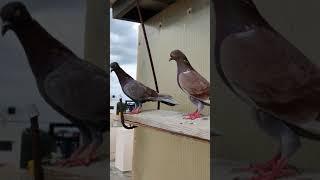 high flying pigeons ️️